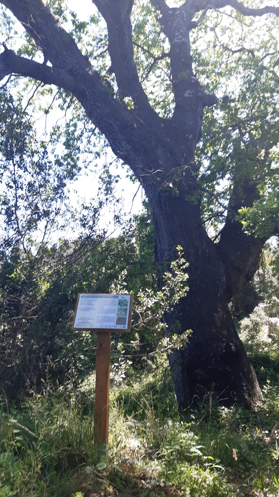 bosco delle montecchie 1